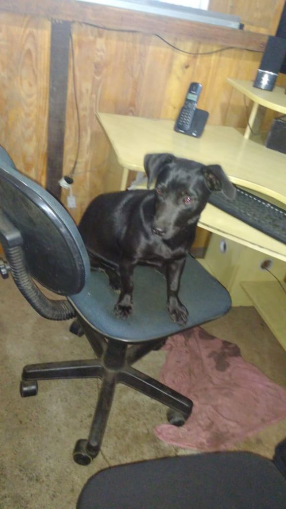 Cachorra desapareceu no Universitário