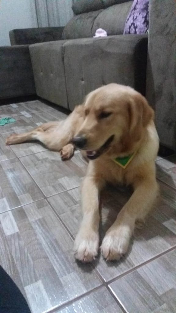 Cachorro ‘Boby’ desapareceu no Jd. Veneza