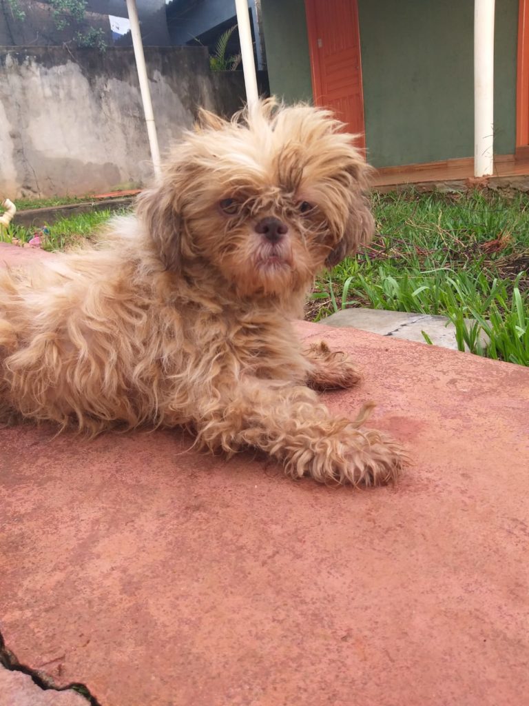Cachorro é encontrado no Bairro Morumbi
