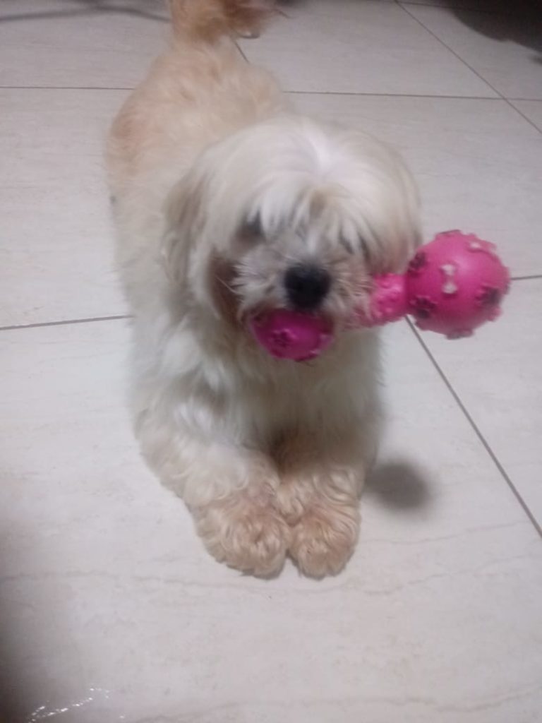 Cadela é encontrada no Bairro Bela Vista