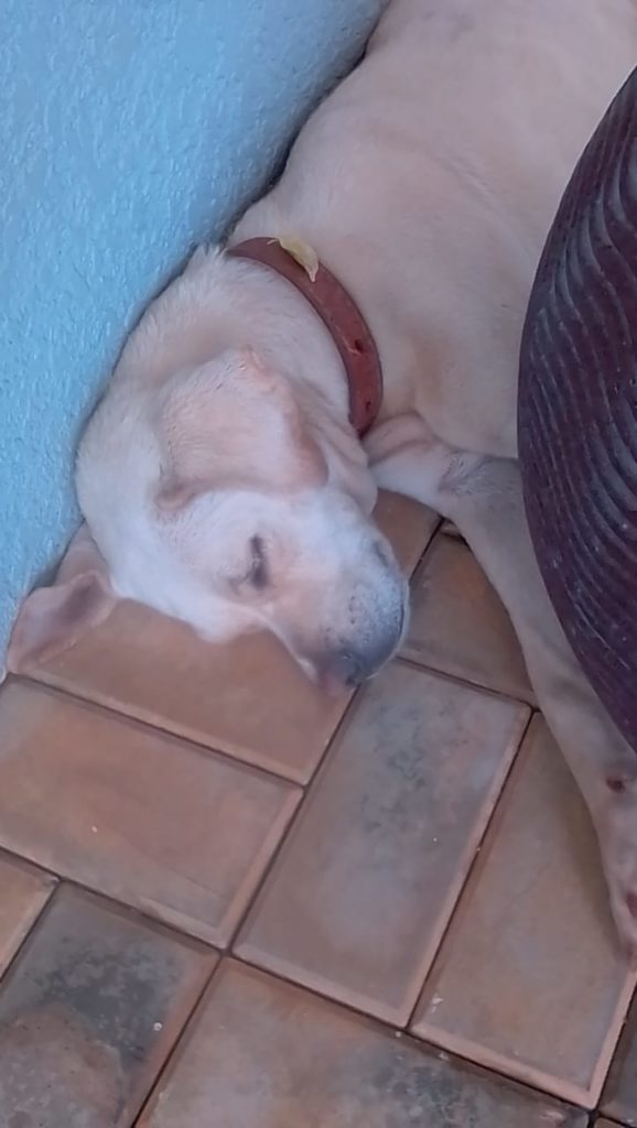 Cachorro é encontrado no centro