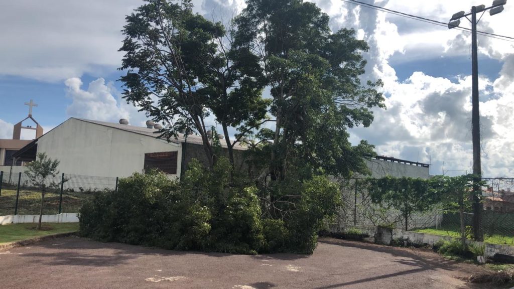 Moradora do Tropical aguarda há dias por retirada de árvore caída na Rua Pau Brasil
