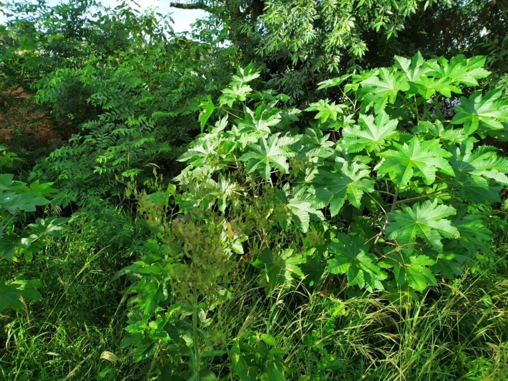 Terreno em estado de ‘abandono’ gera reclamação de vizinha no Brasmadeira