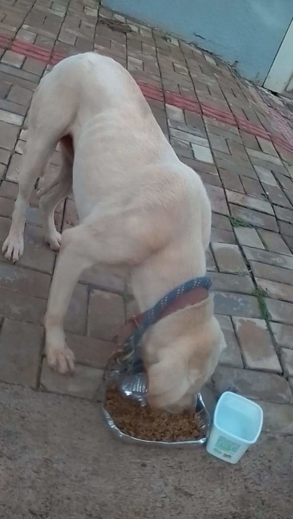 Cadela é encontrada na Região do Ciro Nardi