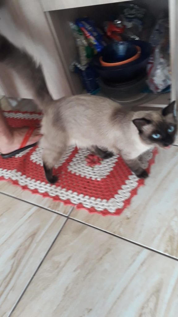 ‘Chato’ desapareceu no Bairro Esmeralda
