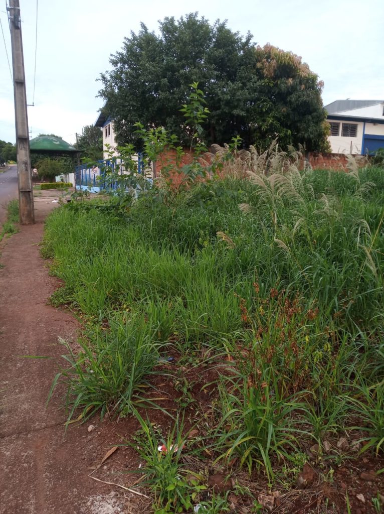 Mato alto em terreno do Universitário gera reclamação