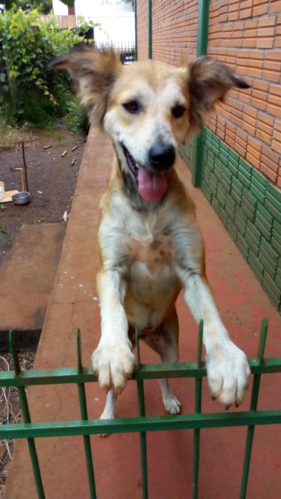 Cadela é encontrada no Bairro Canadá