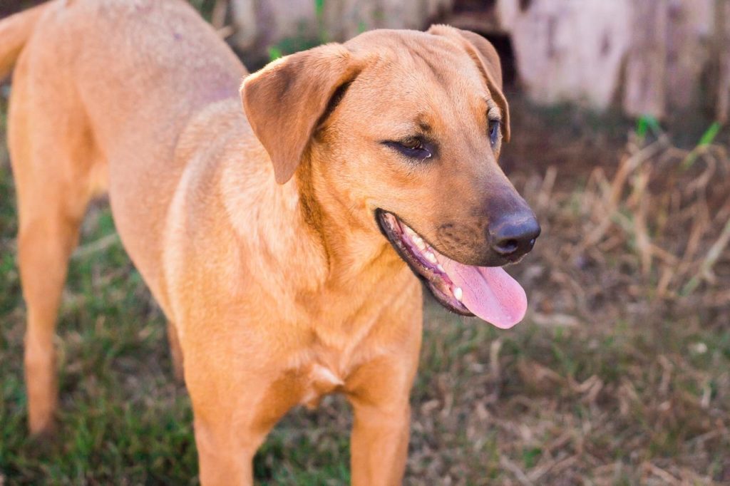 Cão de estimação está desaparecido na região do Bairro Montreal