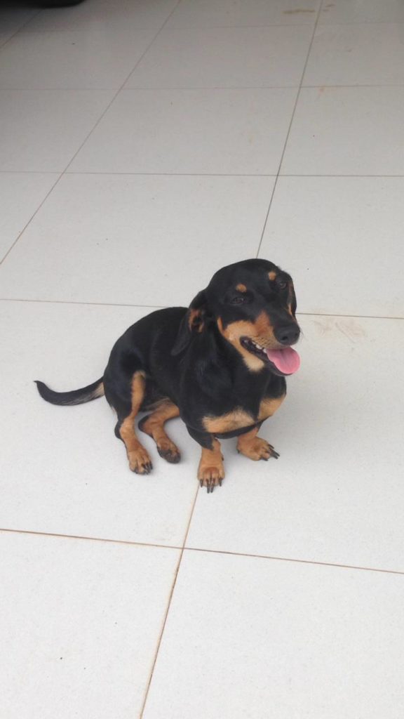 Cadela é encontrada no Bairro Neva
