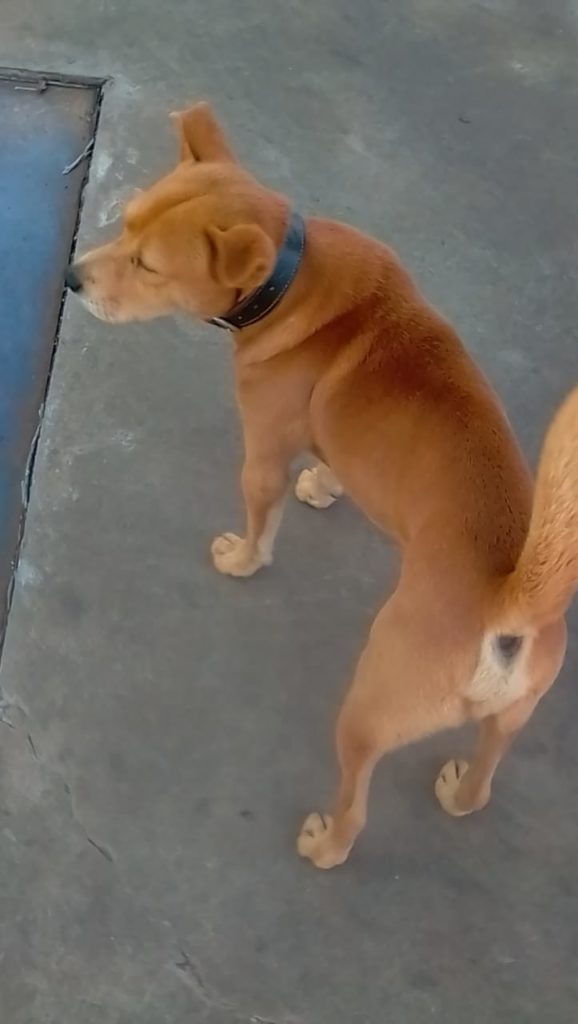 Cachorro é encontrado no centro