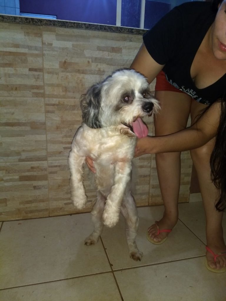 Cachorrinho de estimação é encontrado no Conjunto Angra dos Reis