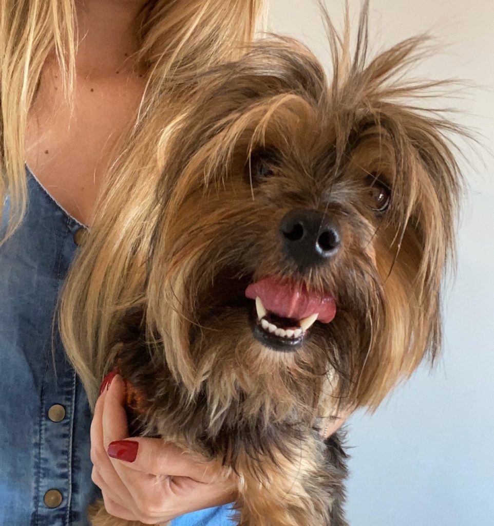 Cachorro é encontrado no Bairro São Cristóvão