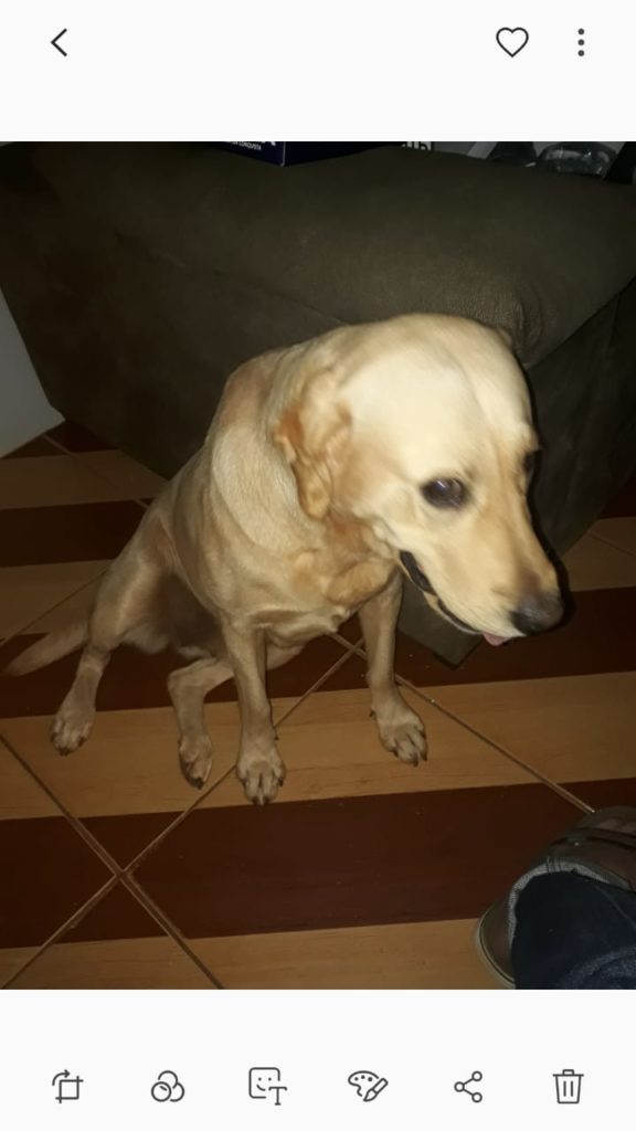 Cachorrinha desapareceu no Esmeralda