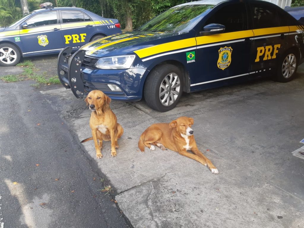 PRF resgata dois cachorros em Paranaguá (PR)