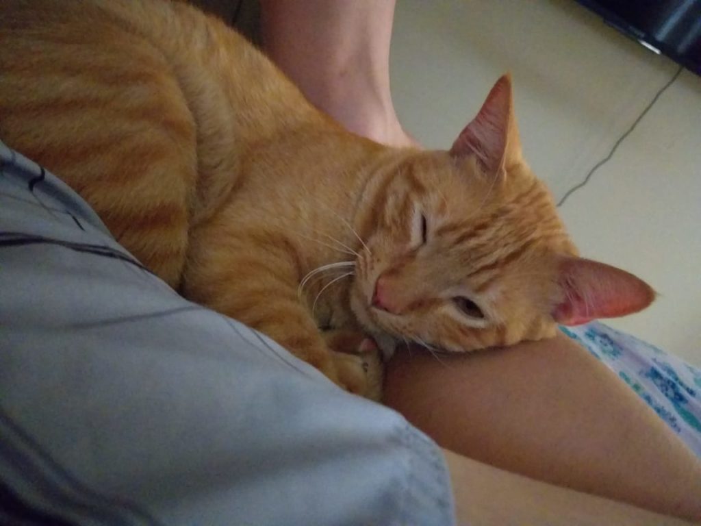 Internauta pede ajuda para localizar gato que desapareceu no Novo Milênio