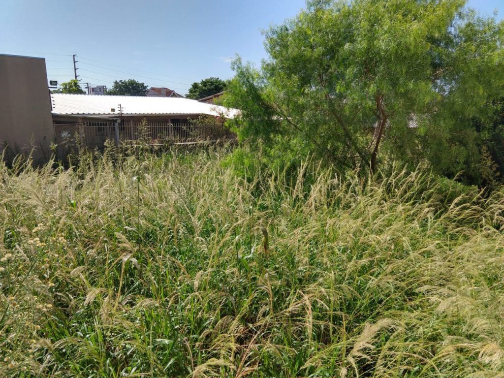 Matagal em terreno é alvo de reclamação de morador, no Coqueiral