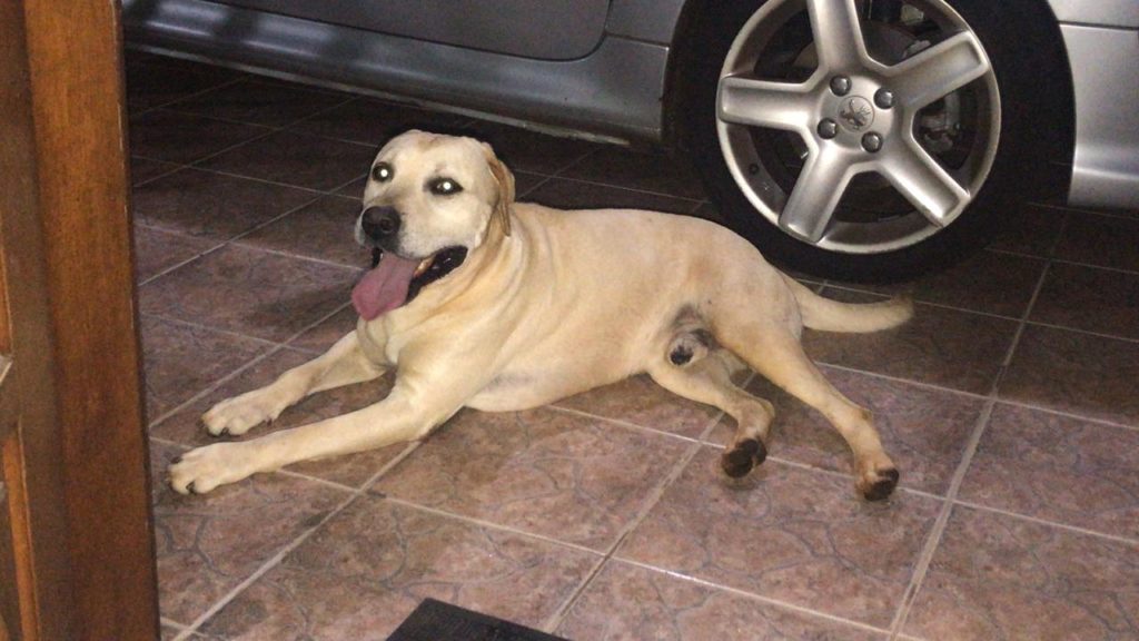 Cachorro é encontrado no Bairro Country