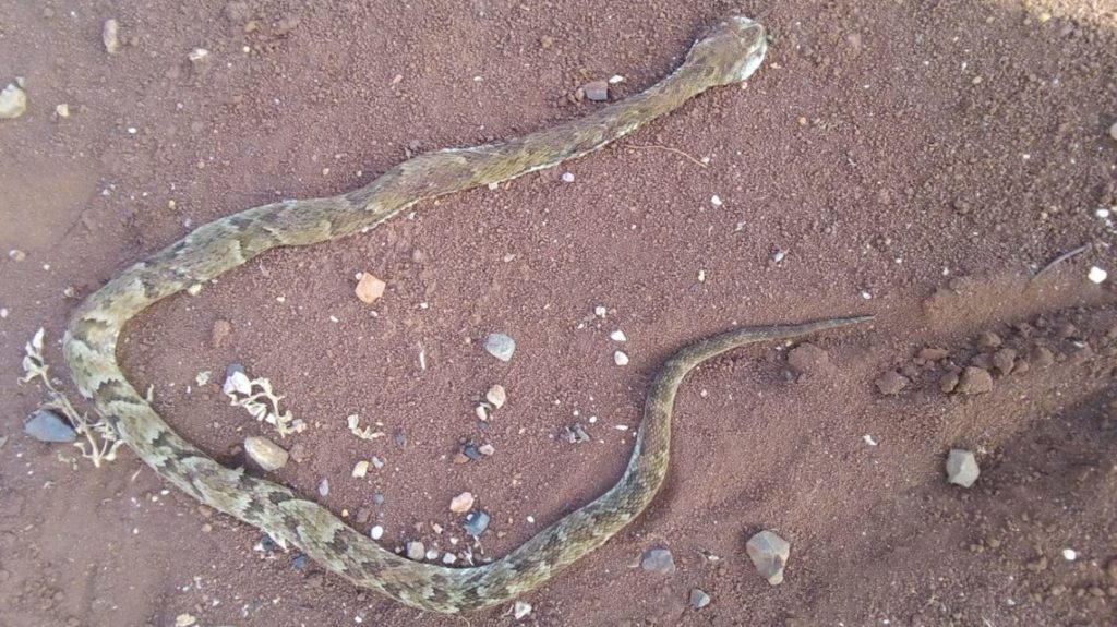 Cobra jararaca é encontrada em pátio de residência em Chopinzinho