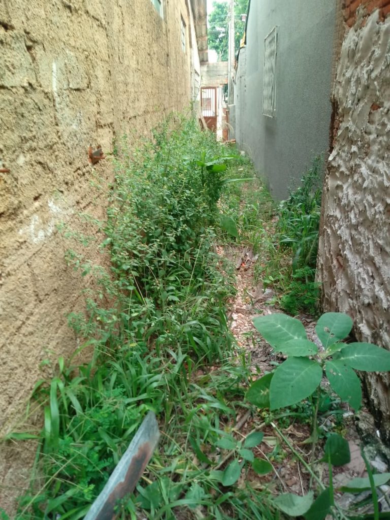 Moradora reclama de matagal em terreno no Alto Alegre