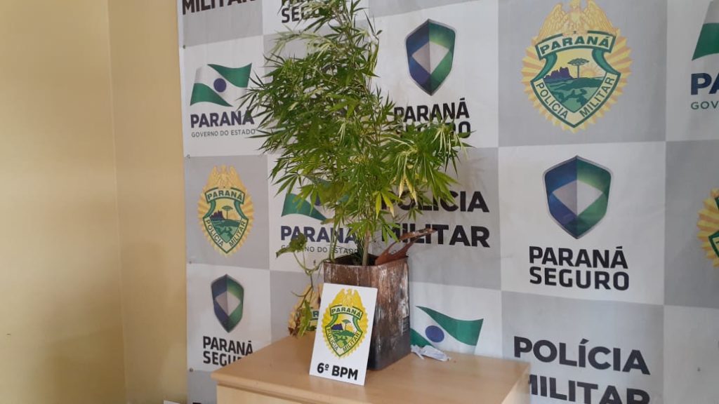 Mulher é detida com pé de maconha no Floresta