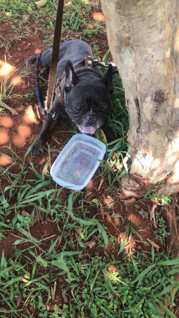 Bento está desaparecido no Bairro Floresta