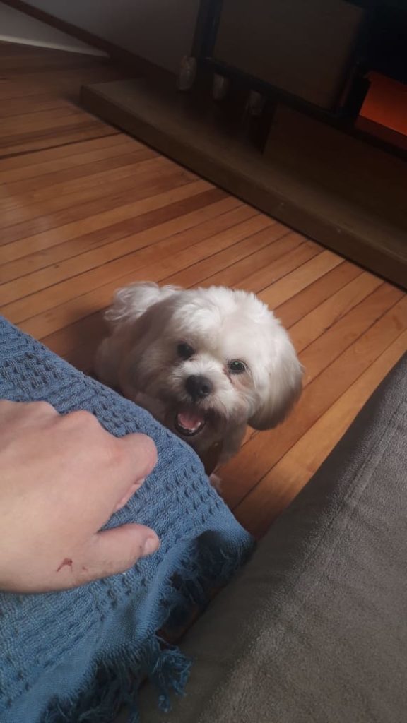 Cachorrinho desapareceu no Bairro Cancelli