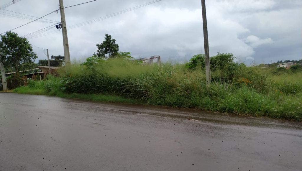 Matagal em terrenos na Rua São Gabriel gera incômodo a vizinho