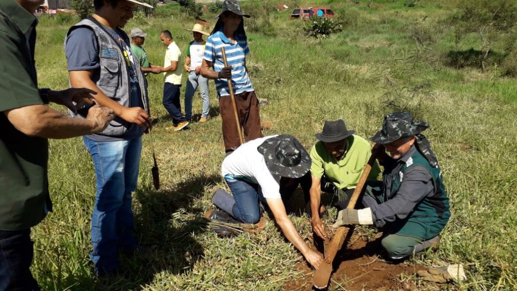 Estado reforça o reflorestamento com plantio de 46 mil mudas de Araucárias