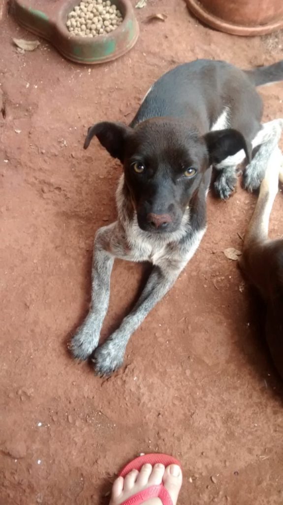 Internauta procura por cachorra que sumiu no Santa Felicidade