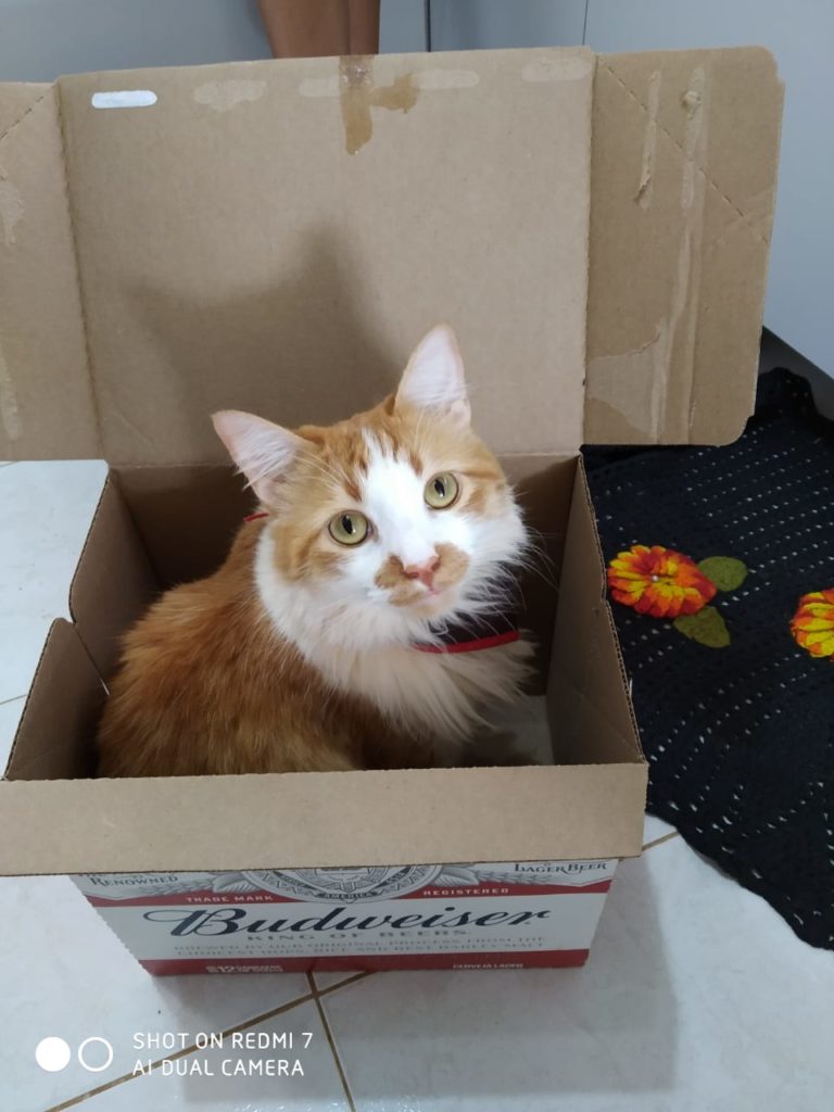 Internauta procura gatinho que sumiu no Parque São Paulo