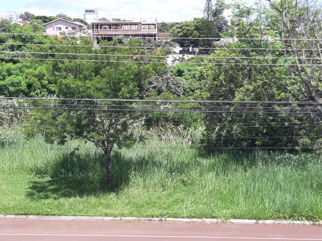 Moradora reclama de matagal em área na Rua Pio XII