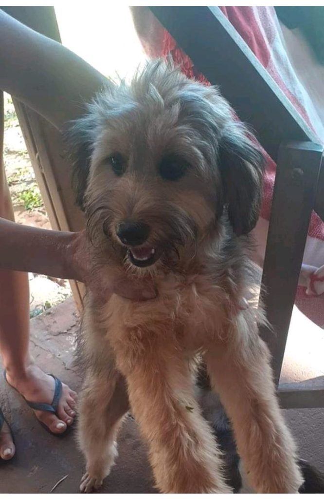 Cadela é encontrada no Bairro Canadá