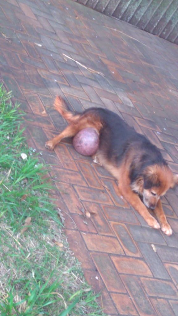 Internauta procura ONG para tratar de cão que está doente e abandonado na rua