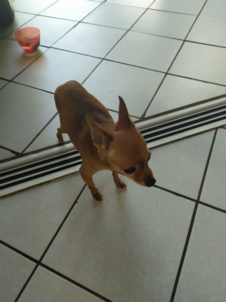 Internauta encontra cachorrinho no Parque São Paulo