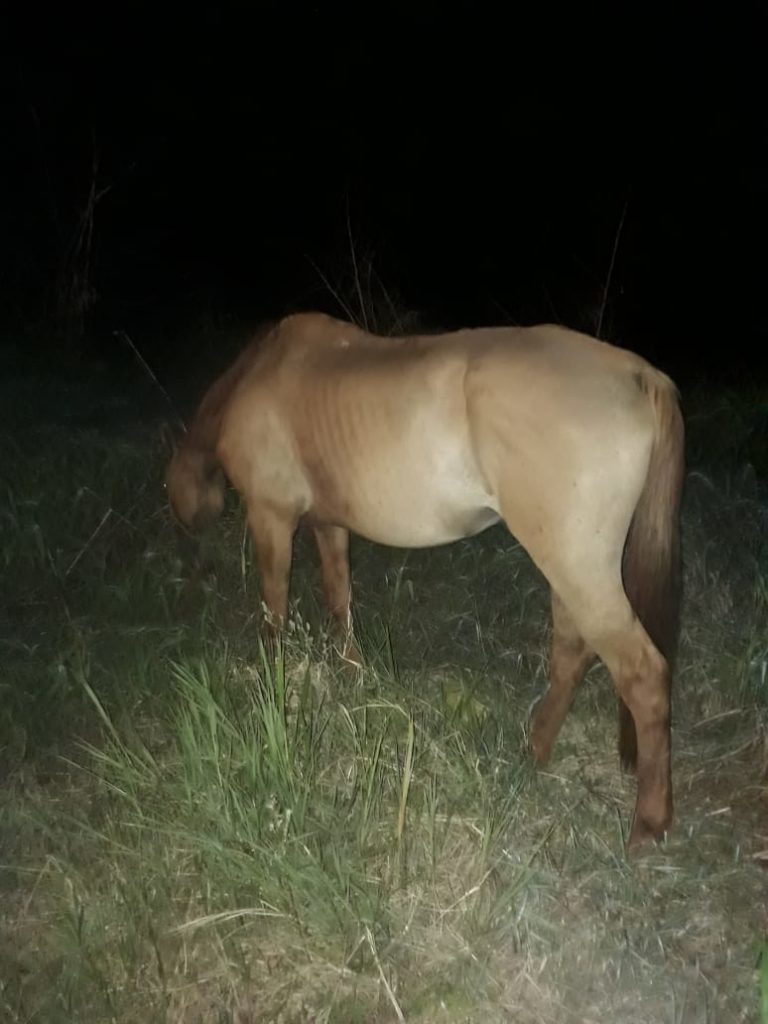 Cavalo solto na Rua Veneza causa transtornos