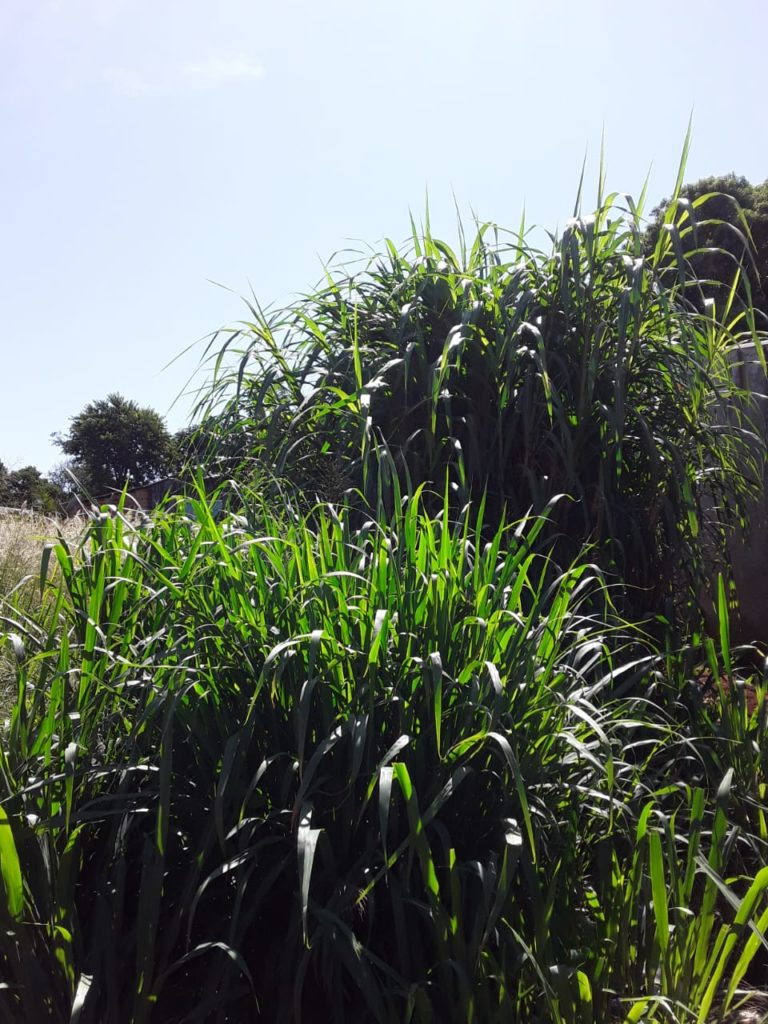 Moradora reclama de mato no Cascavel Velho