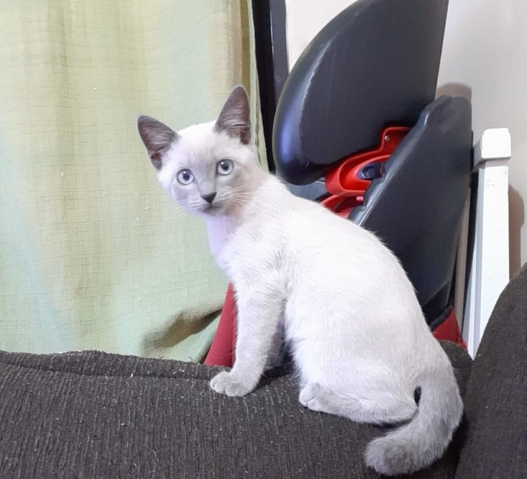 Gata que pertence a criança desapareceu na região do Bairro Brasília