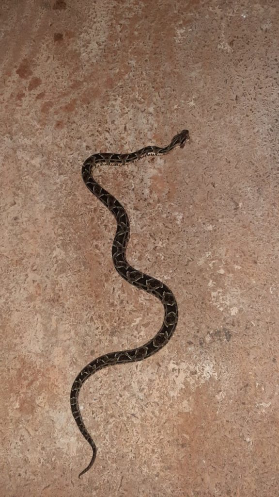 Crianças encontram cobra em rua do Jardim Montreal