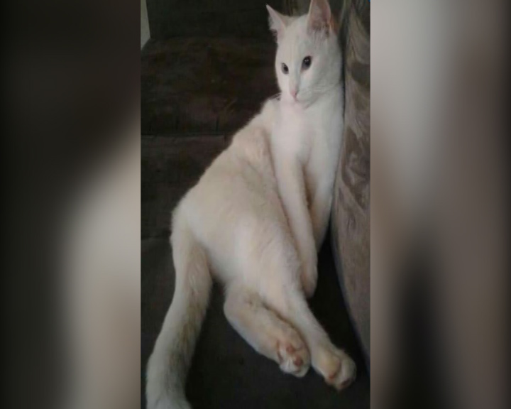 Gata de estimação está desaparecida na região do Bairro Canadá, em Cascavel Imagem referente a Gata de estimação está desaparecida na região do Bairro Canadá, em Cascavel
