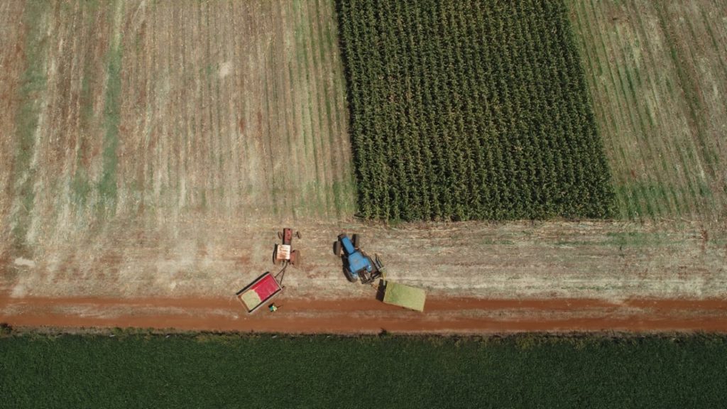 Com apoio do maquinário da Prefeitura, produtores iniciam os trabalhos de silagem da safra de verão