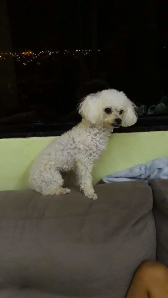 Cachorra Mel desapareceu na Rua Presidente Kennedy
