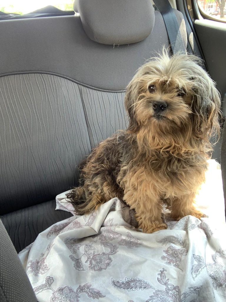 Cachorrinha é encontrada na BR-277