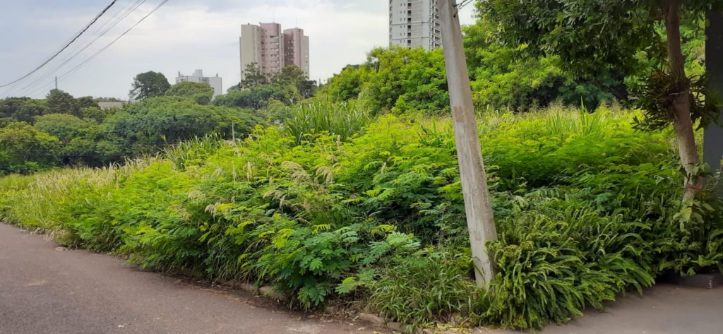 ‘Todos os dias encontro ratos dentro de casa’, diz vizinha de terreno tomado pelo mato, no Centro
