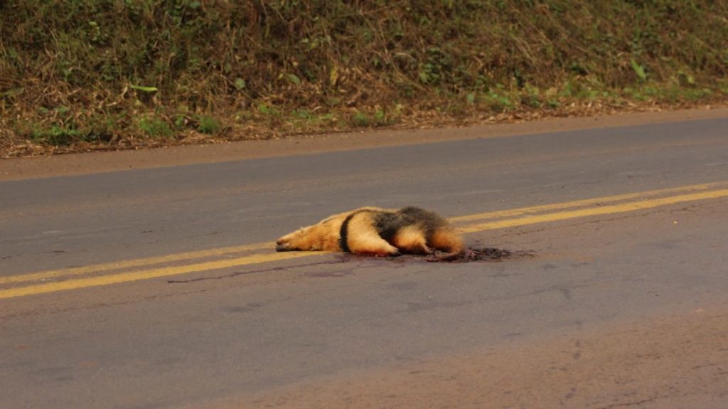 Biólogos pretendem identificar pontos de atropelamentos da fauna na região