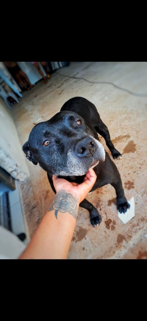 Cachorro ‘Negão’ desapareceu no Brasmadeira