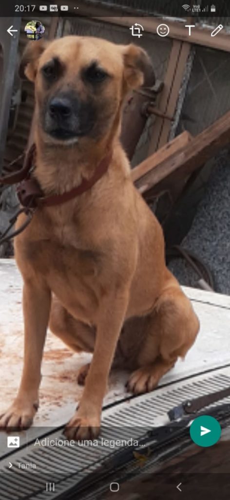 Cachorra Flora desapareceu na região do Brasmadeira