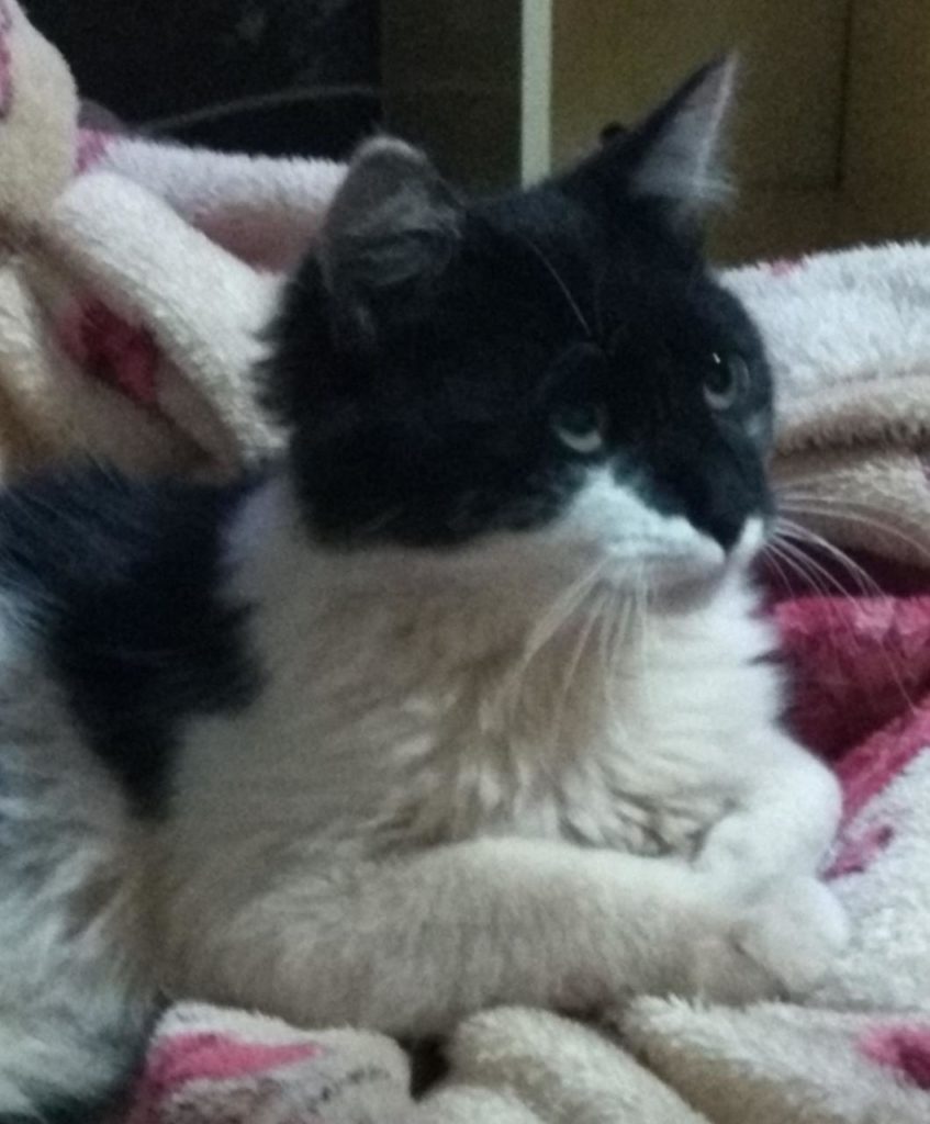 Gato ‘Frajola’ desapareceu no Presidente