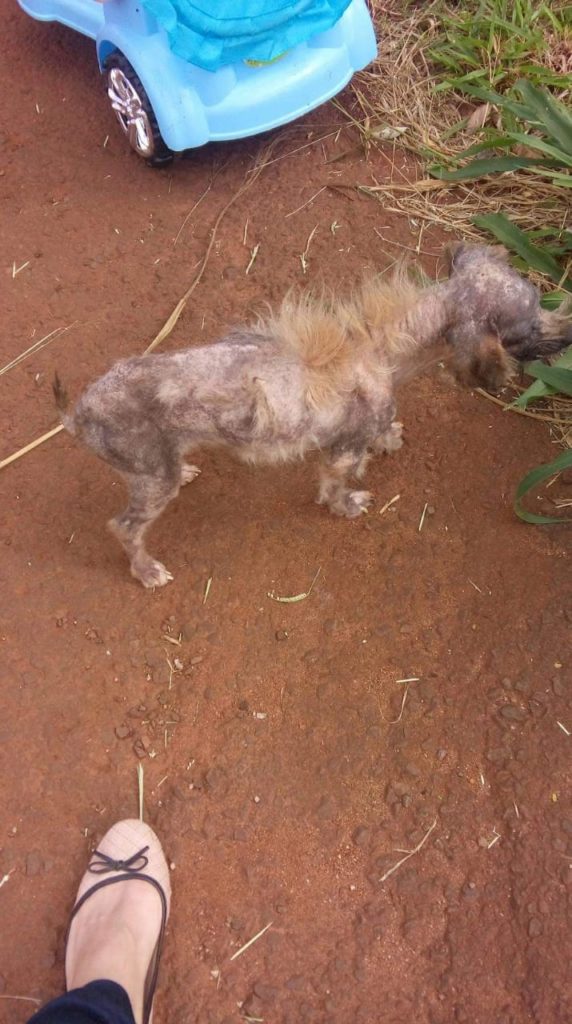 Internauta pede ajuda para tratamento de cachorrinha abandonada no Cataratas