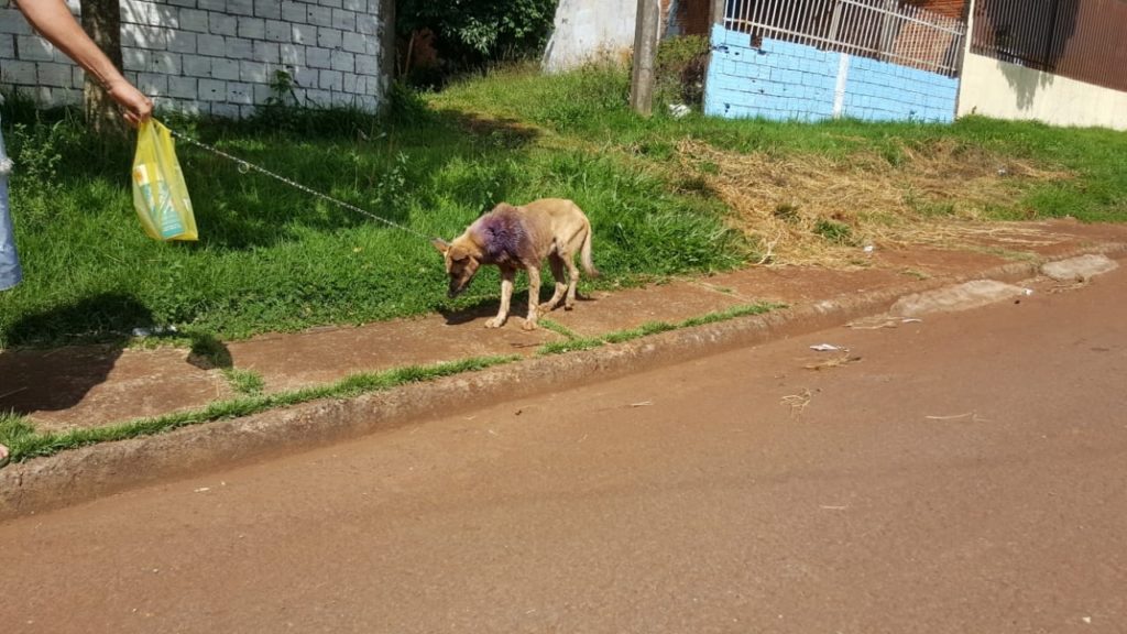 Cascavel Velho: cão que caiu em bueiro é resgatado pelos bombeiros