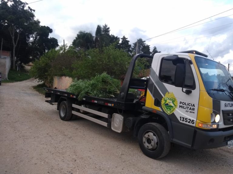 Pés de maconha com mais de 2 metros de altura são apreendidos pela polícia em Colombo Imagem referente a Pés de maconha com mais de 2 metros de altura são apreendidos pela polícia em Colombo